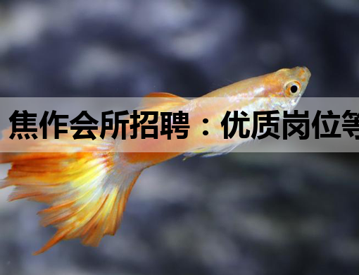 焦作会所招聘：优质岗位等你来挑战！
