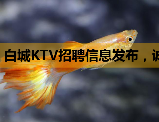 白城KTV招聘信息发布，诚邀优秀人才加入！