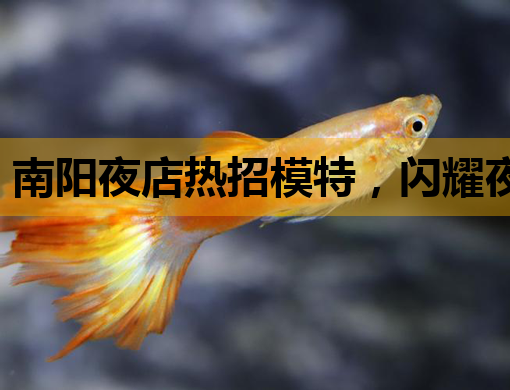 南阳夜店热招模特，闪耀夜生活新星等你加入