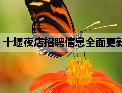 十堰夜店招聘信息全面更新，求职者速览！
