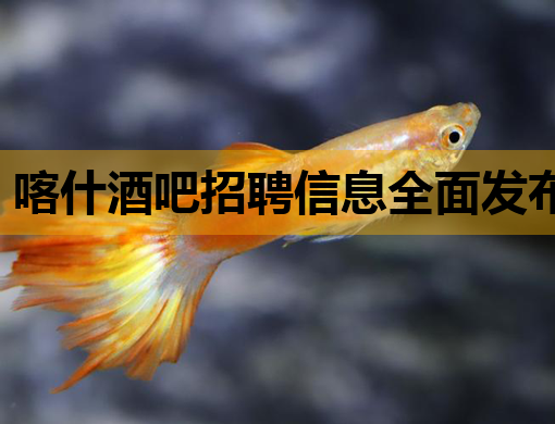 喀什酒吧招聘信息全面发布，包头夜店招聘网同步更新，丹东夜场职位等你来挑