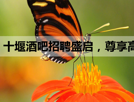 十堰酒吧招聘盛启，尊享高品质夜生活，诚邀您的加入！