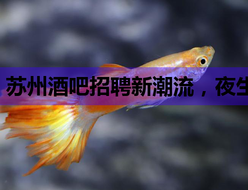 苏州酒吧招聘新潮流，夜生活行业蓬勃发展