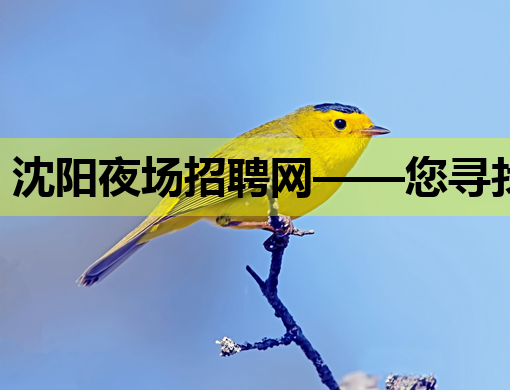 沈阳夜场招聘网——您寻找夜生活职业的首选平台