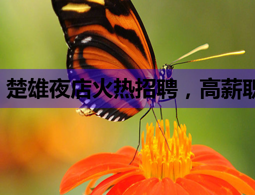 楚雄夜店火热招聘，高薪职位等你来挑战！