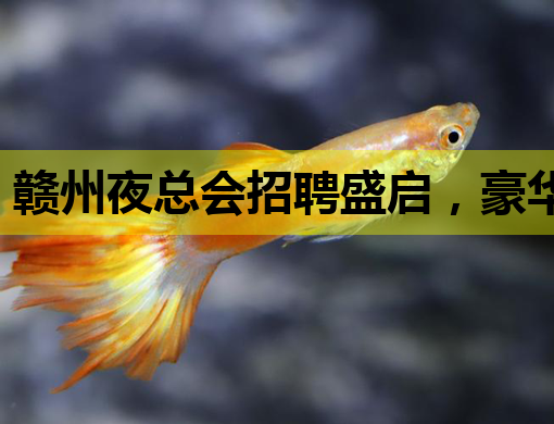 赣州夜总会招聘盛启，豪华阵容等你来加盟