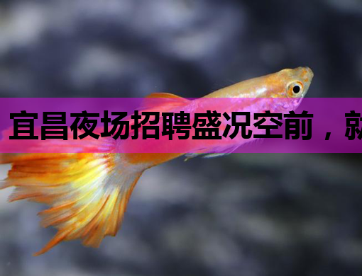 宜昌夜场招聘盛况空前，就业机会等你来挑