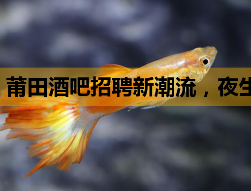 莆田酒吧招聘新潮流，夜生活行业迎来就业新机遇