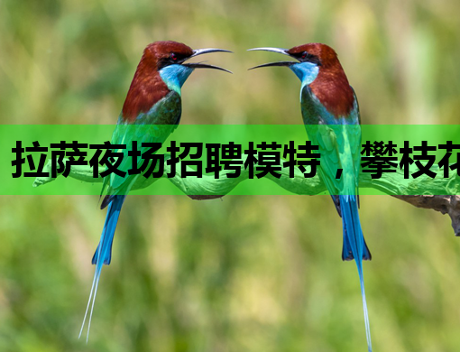 拉萨夜场招聘模特，攀枝花KTV与石家庄会所行业新动态